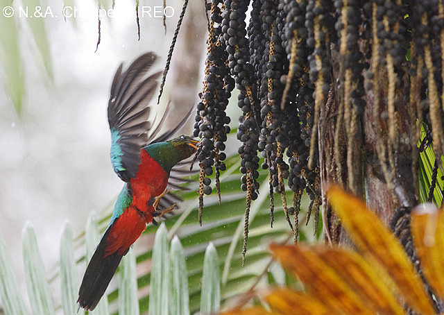 Golden-headed Quetzal c44-1-088.jpg